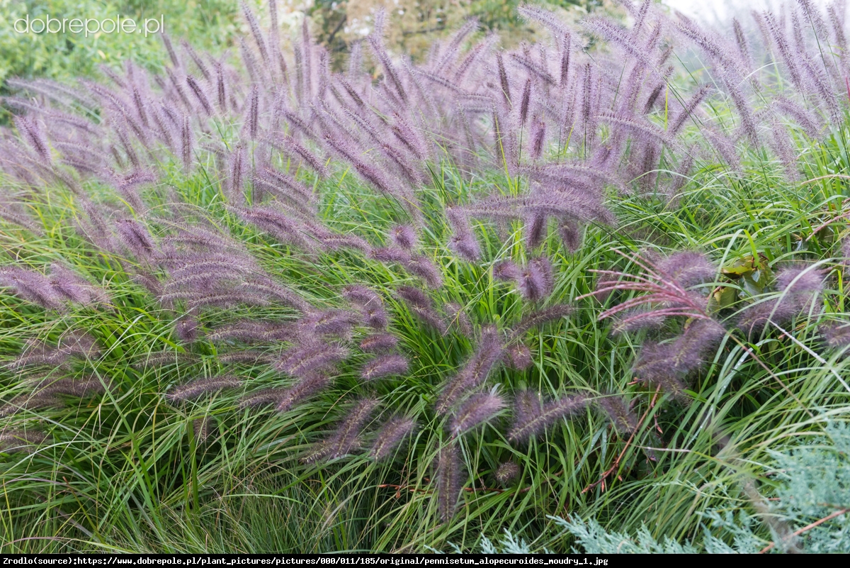 Pennisetum alopecuroides 'Moudry'